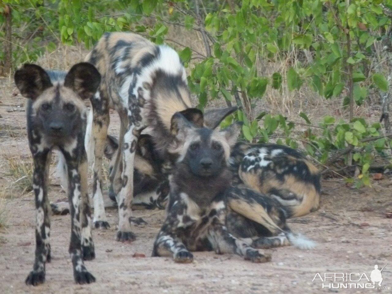 Wild Dog Wildlife Zimbabwe