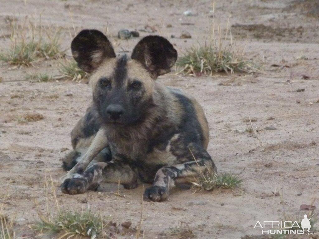 Wild Dog Wildlife Zimbabwe