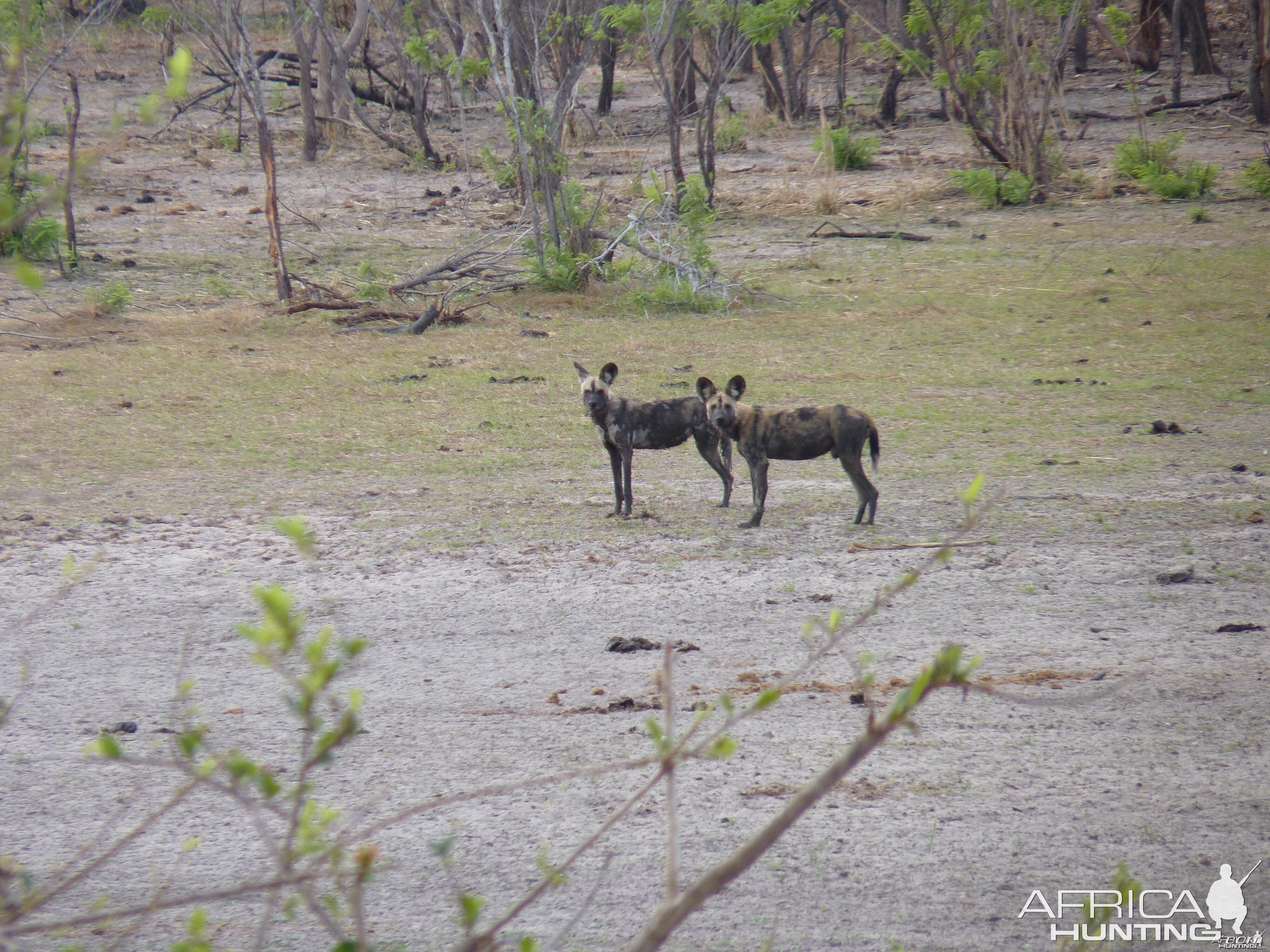 Wild Dogs in Tanzania