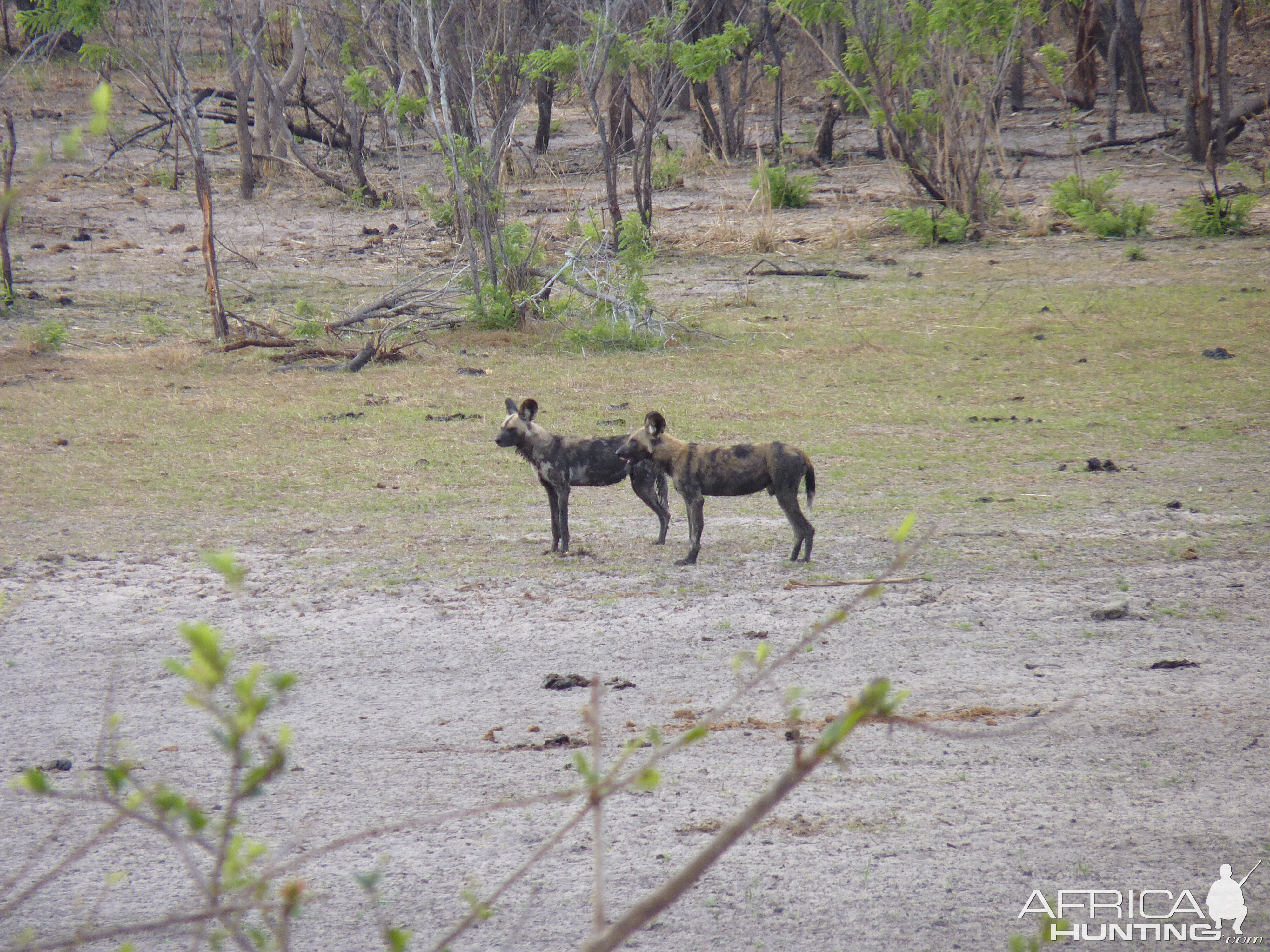 Wild Dogs in Tanzania