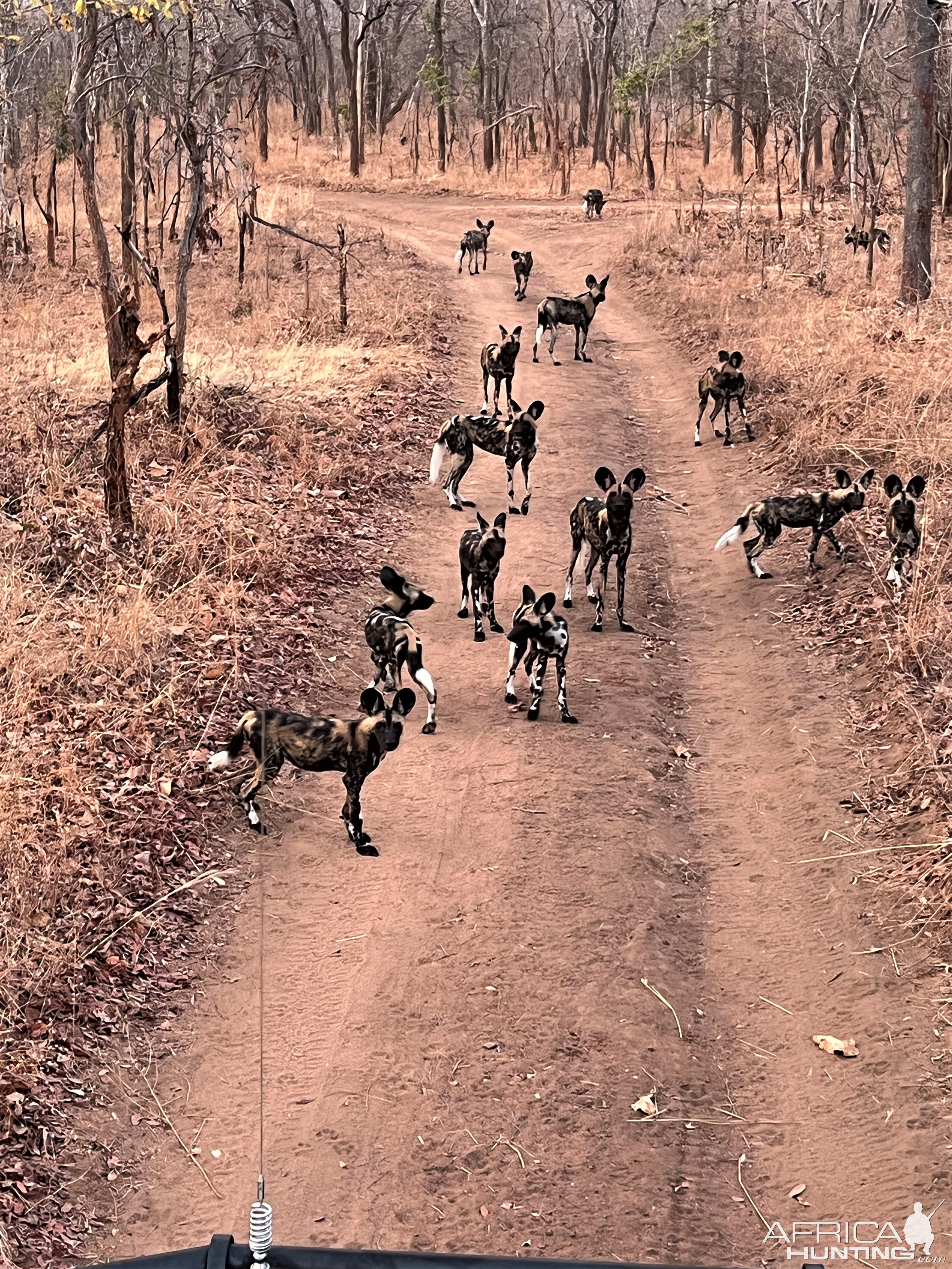 Wild Dogs Mozambique