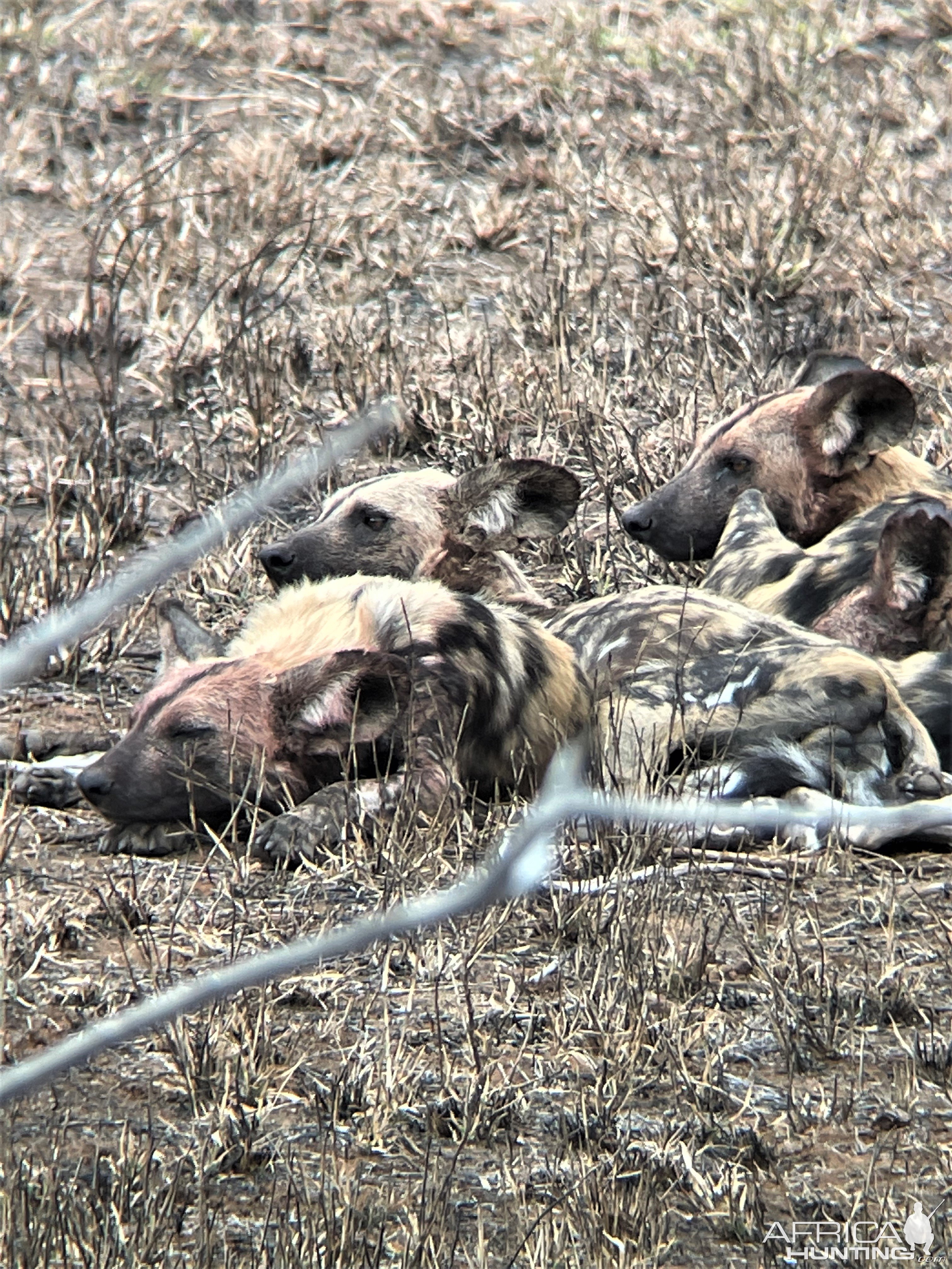 Wild Dogs South Africa