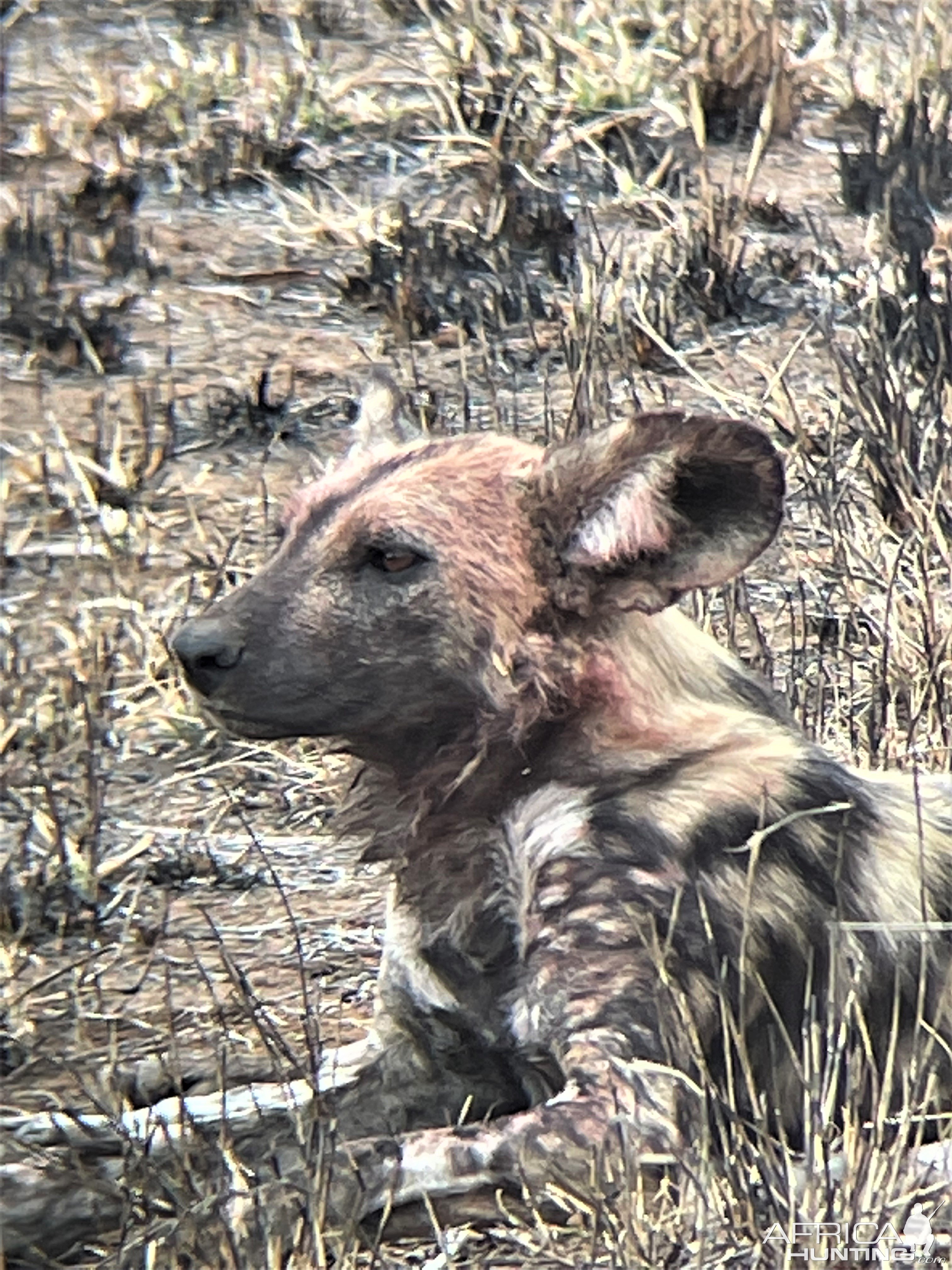 Wild Dogs South Africa