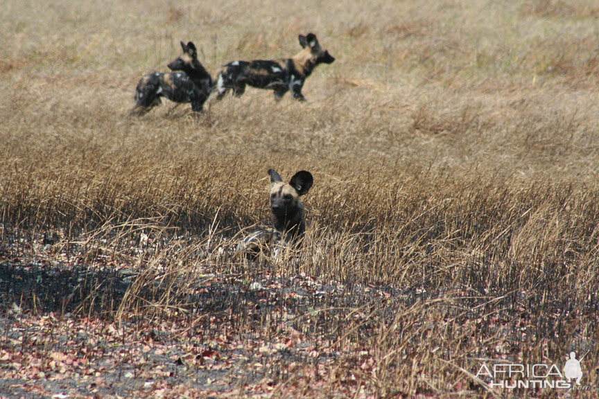 Wild dogs Tanzania