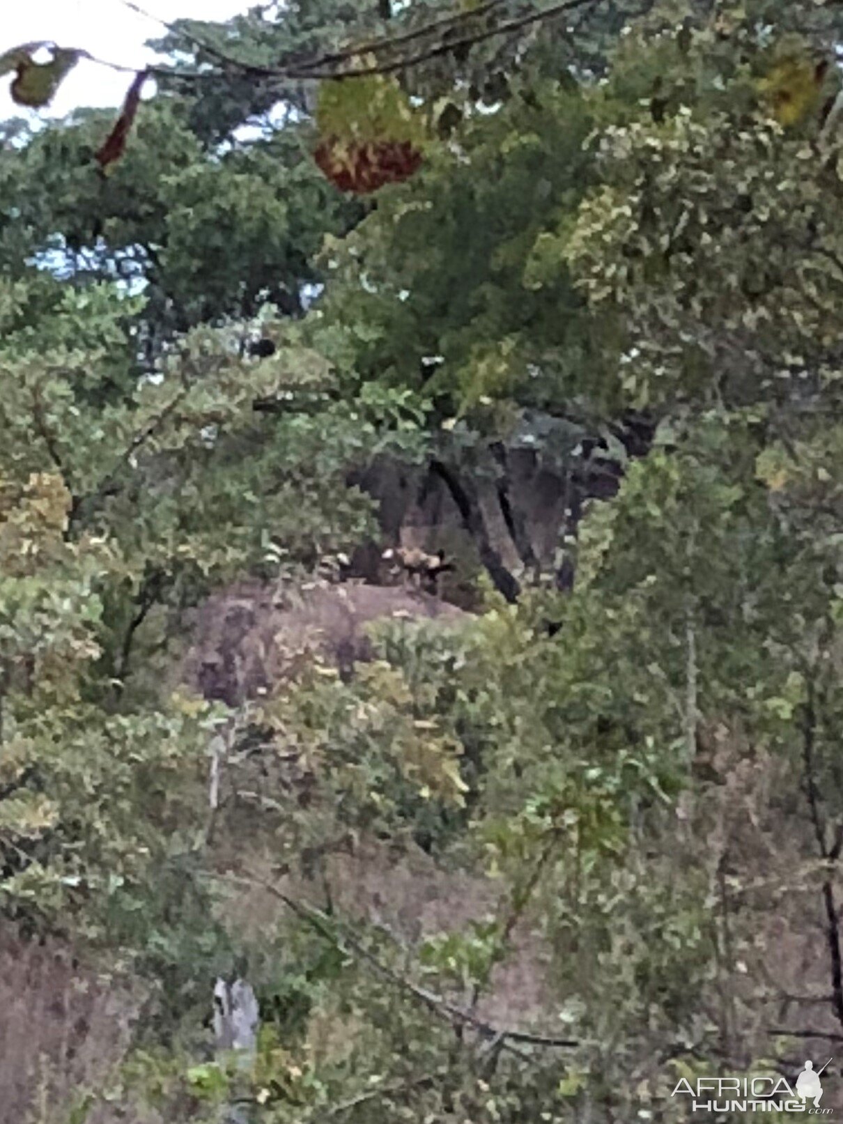 Wild Dogs Zimbabwe