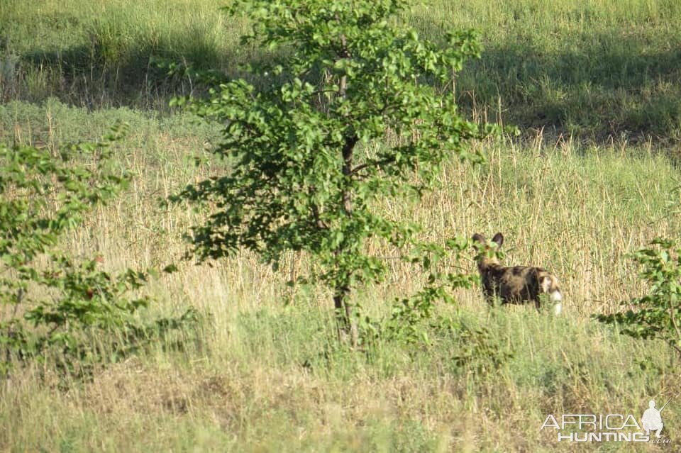 Wild Dogs Zimbabwe