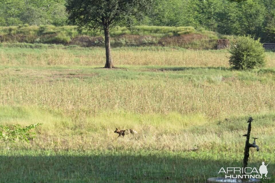 Wild Dogs Zimbabwe