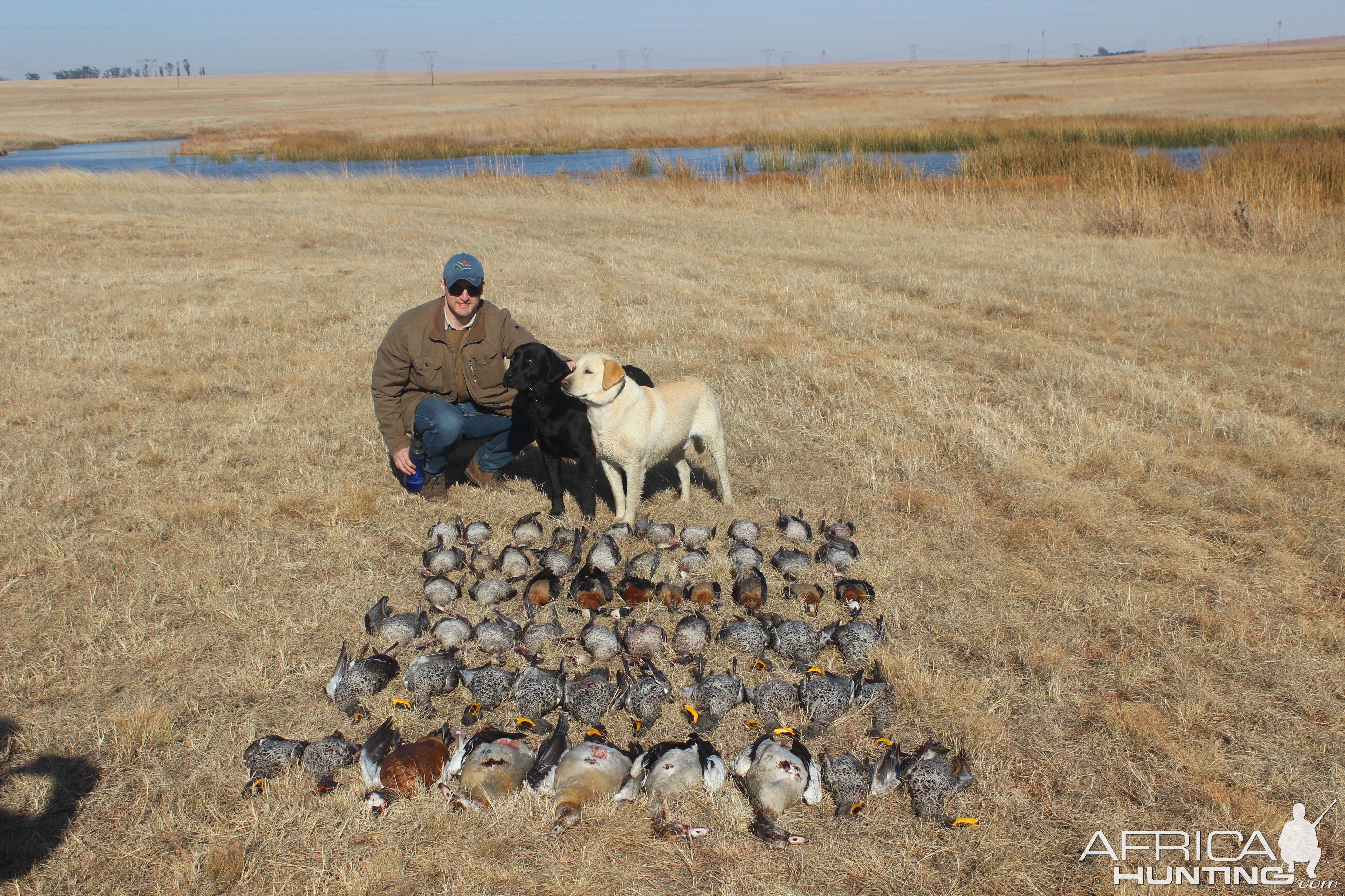 Wild Ducks and Geese in Zululand South Africa