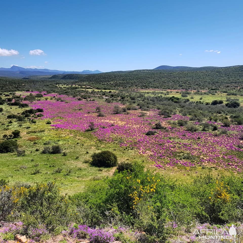 Wild Flowers Eastern Cape South Africa