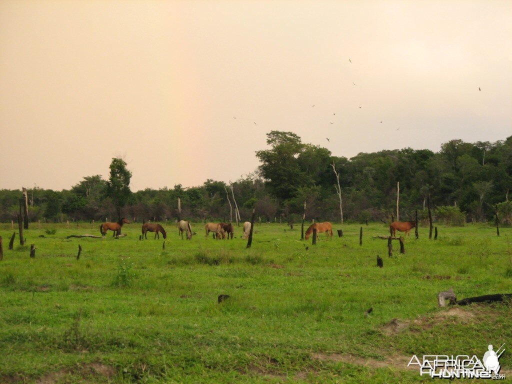 Wild horses in Roraima Brasil