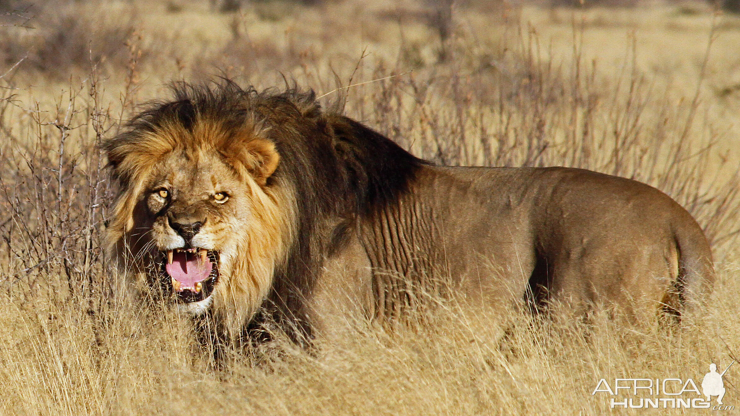 Wild Kalahari Lion..........