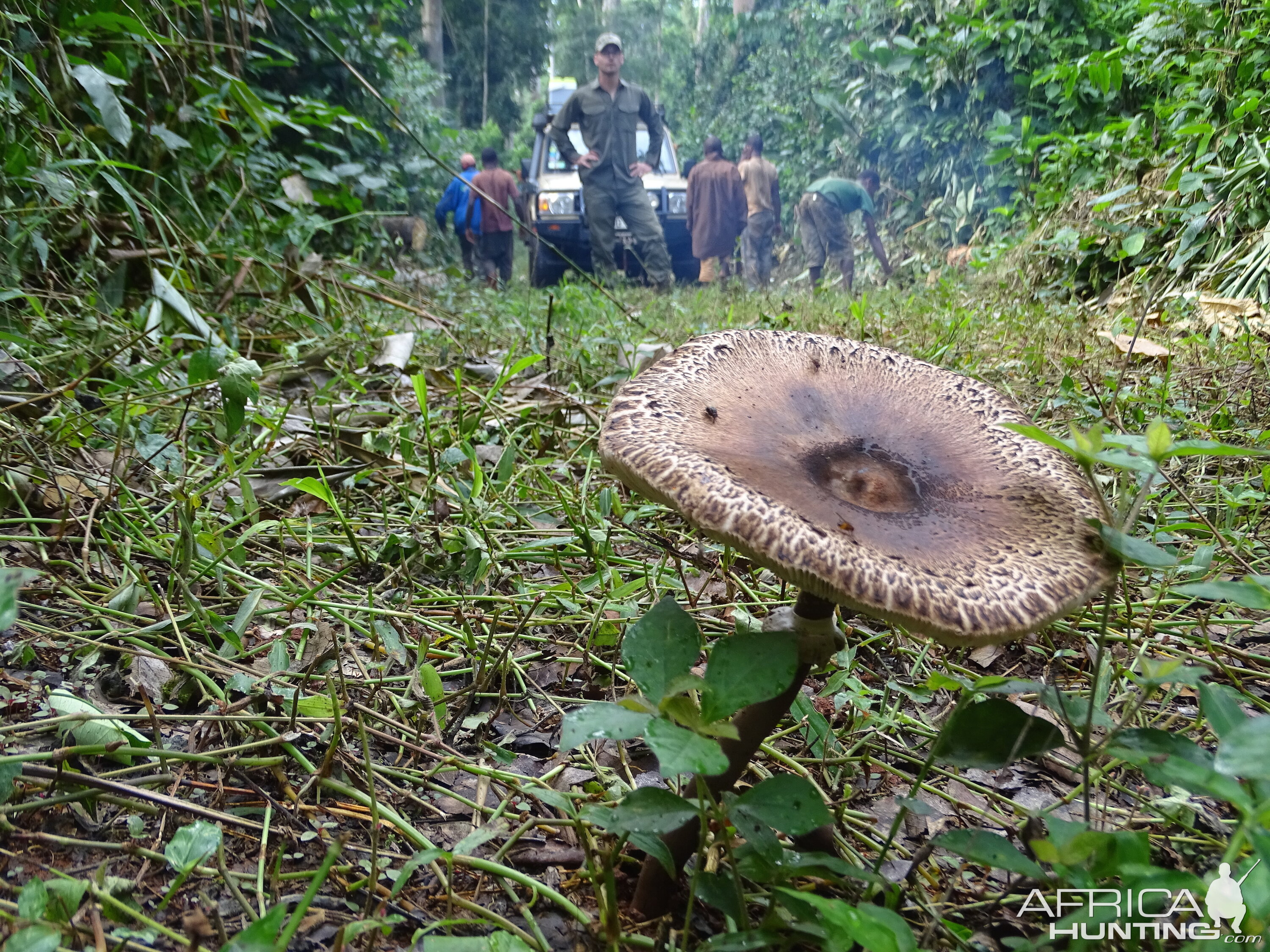 Wild Mushroom Congo