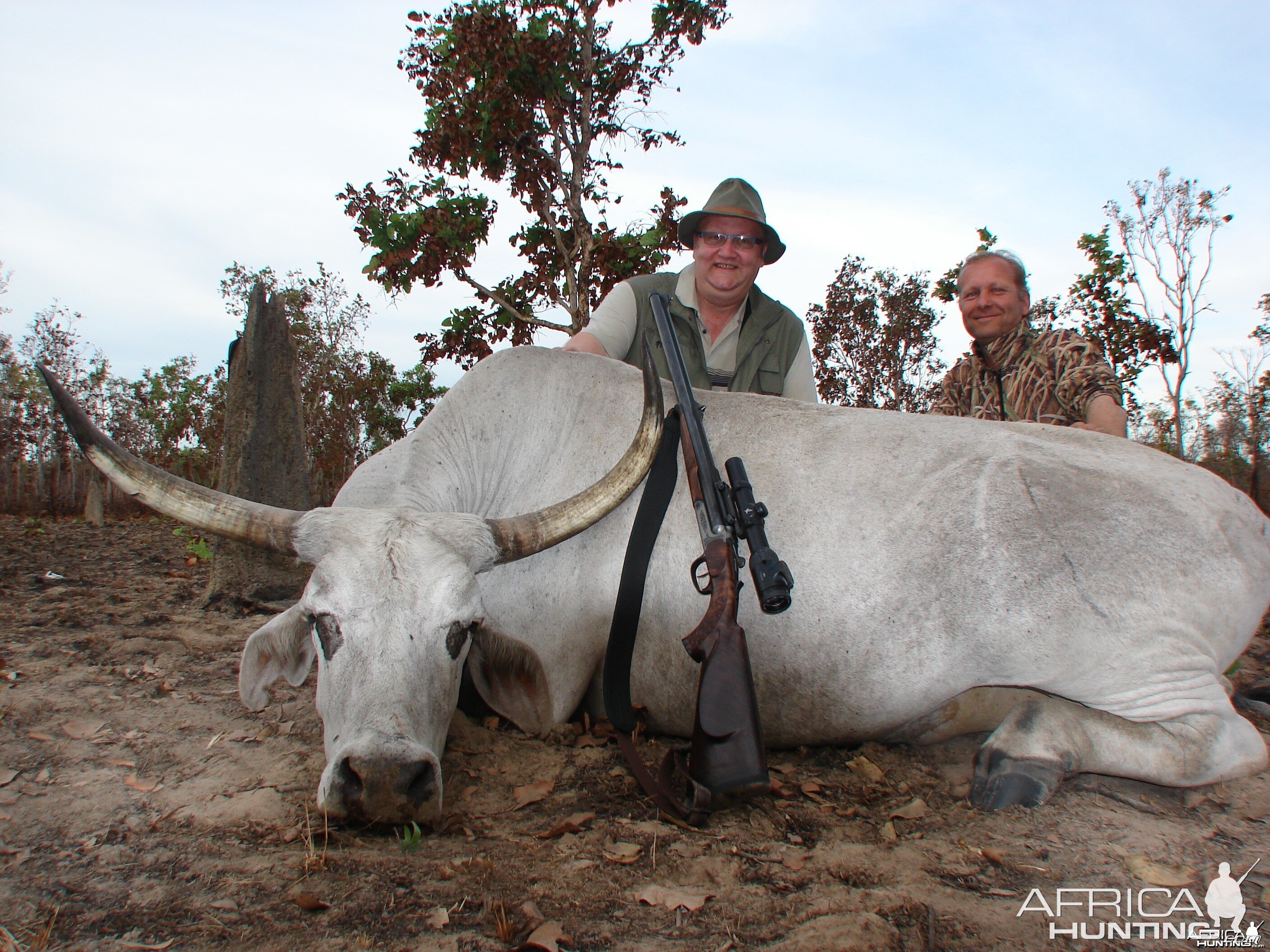 Wild Oxen, Arnhemland, Australia.