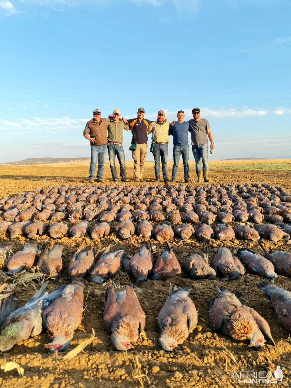 Wild Pigeons and Doves South Africa