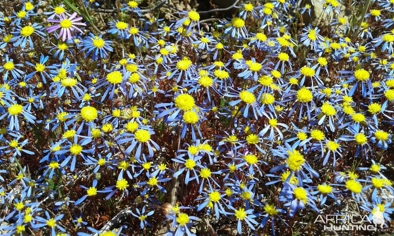 Wild Veld Flowers South Africa