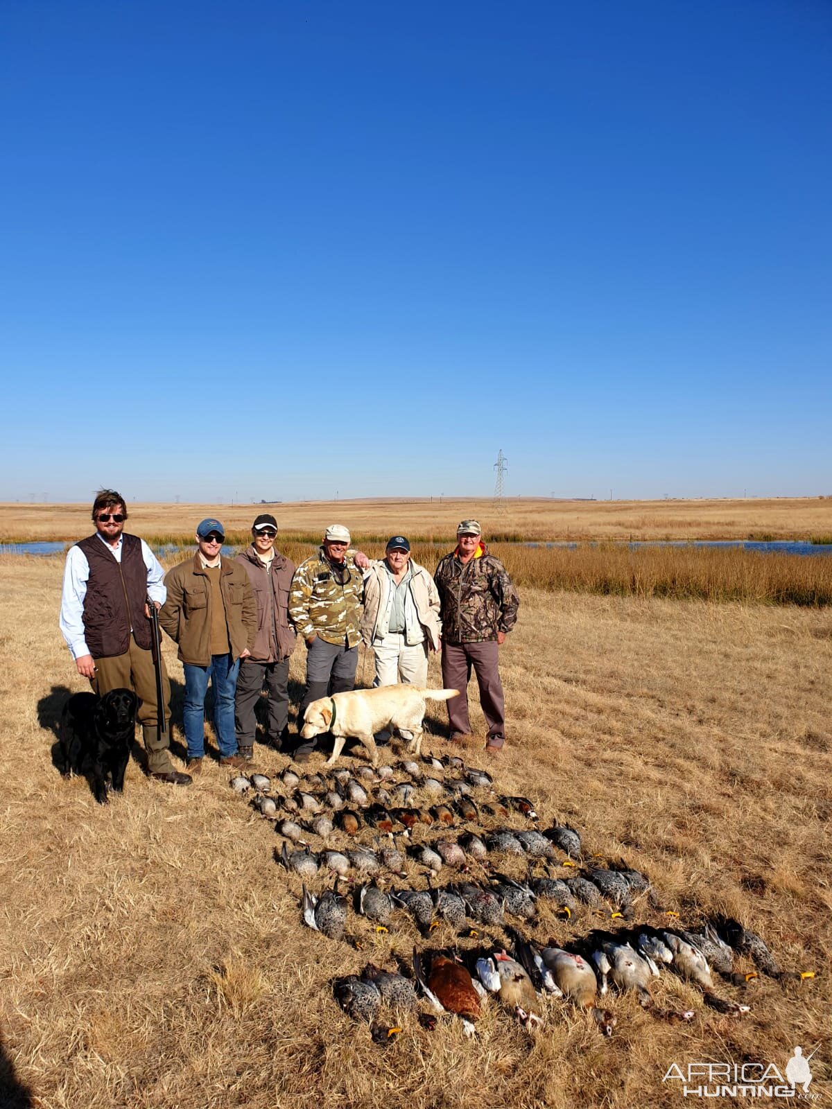 Wild Waterfowl Ducks and Geese South Africa