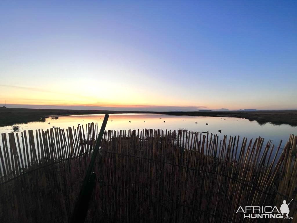 Wild waterfowl shooting South Africa