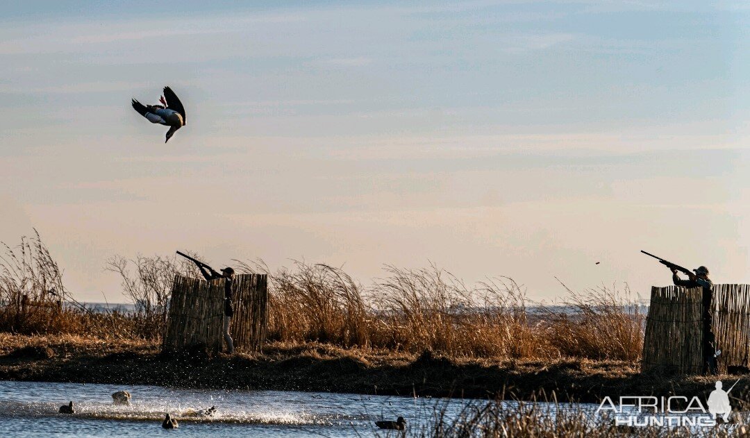 Wild Waterfowl South Africa