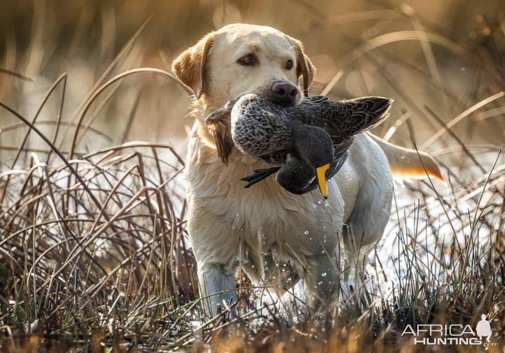 Wild Waterfowl South Africa