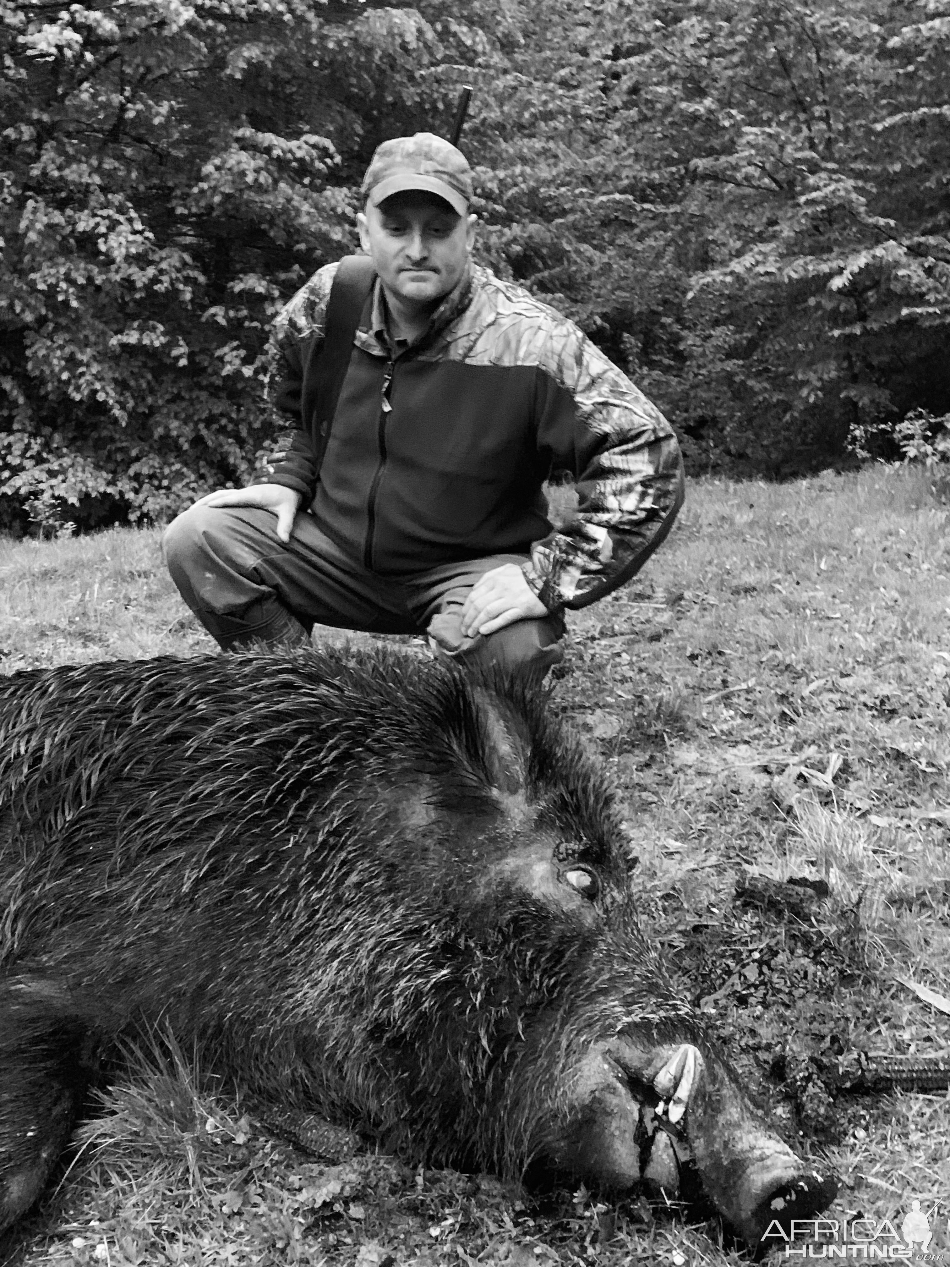 Wildboar Hunt Romania