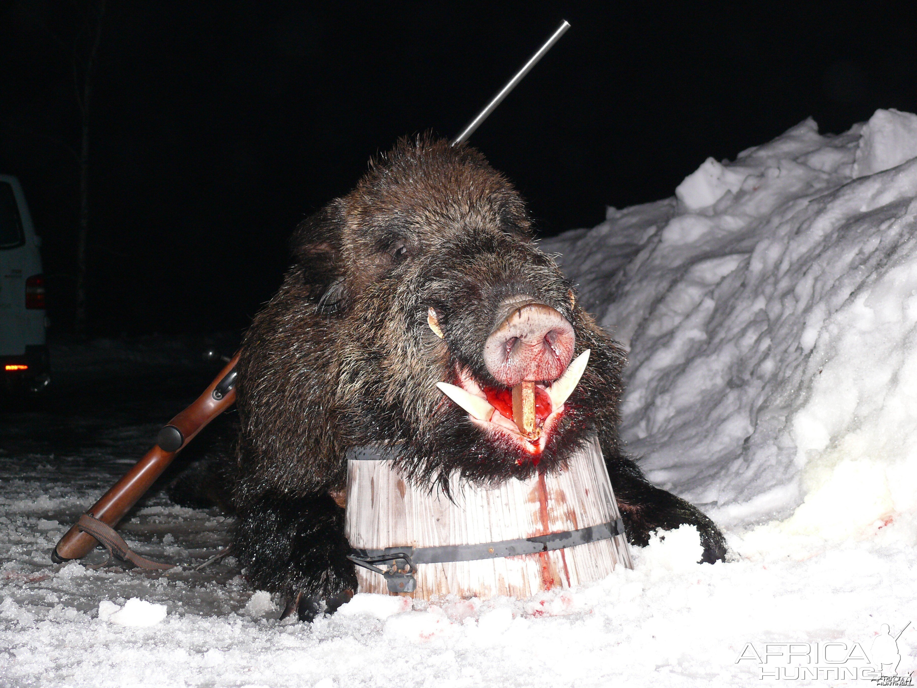 Wildboar, Latvia 2011, Gold-medal CIC