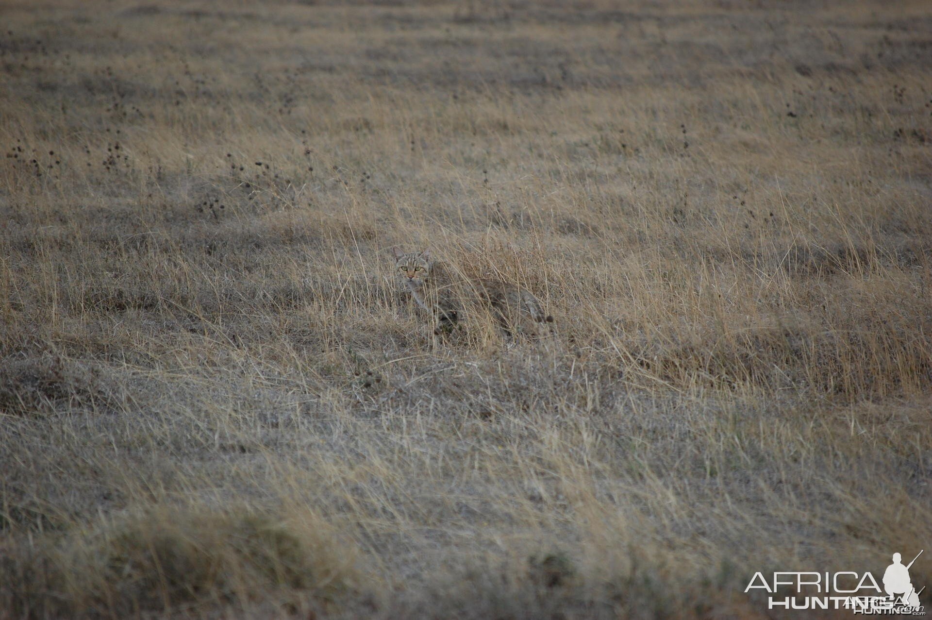 Wildcat Tanzania