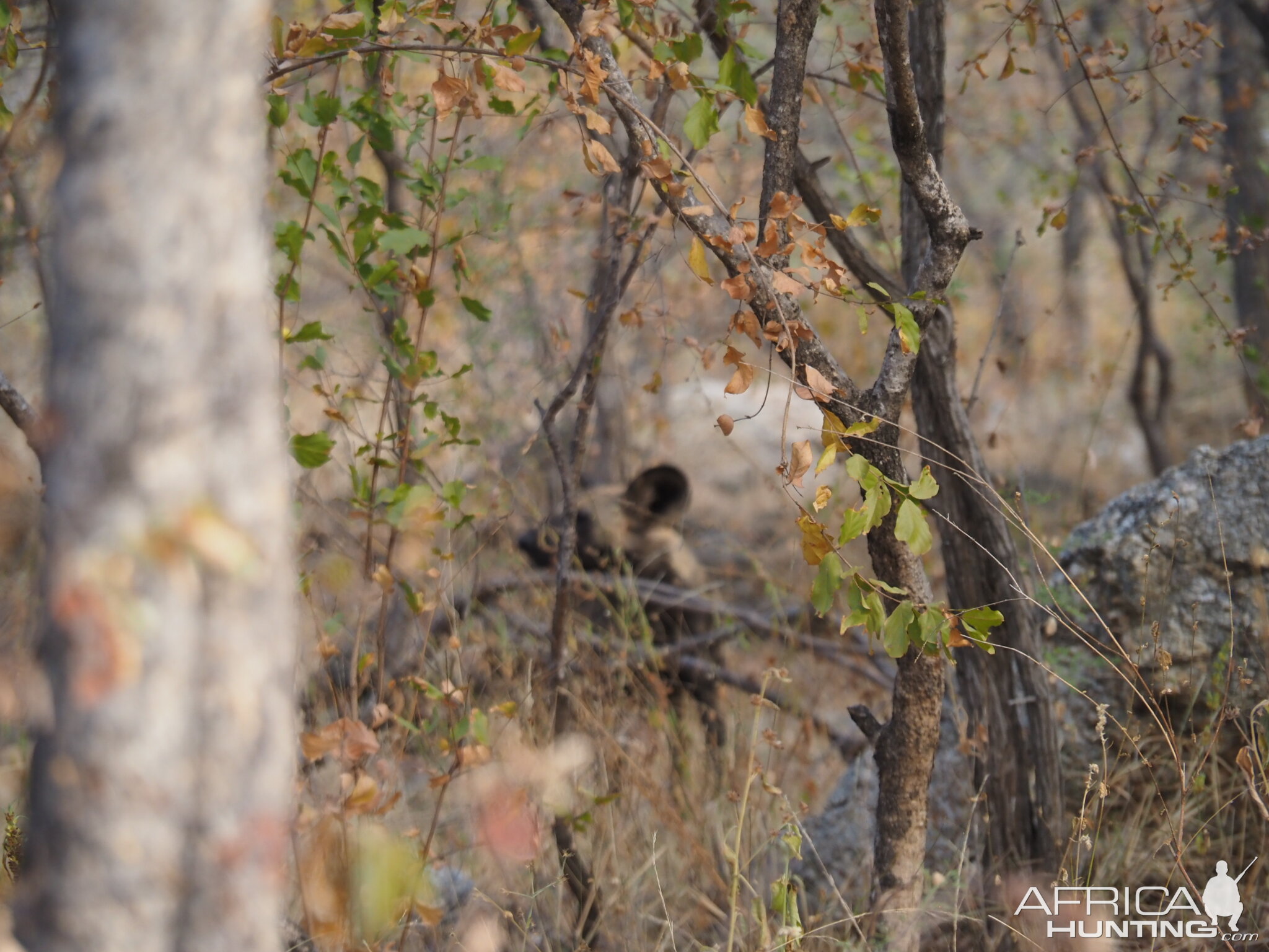 Wilddog Wildlife Limpopo South Africa