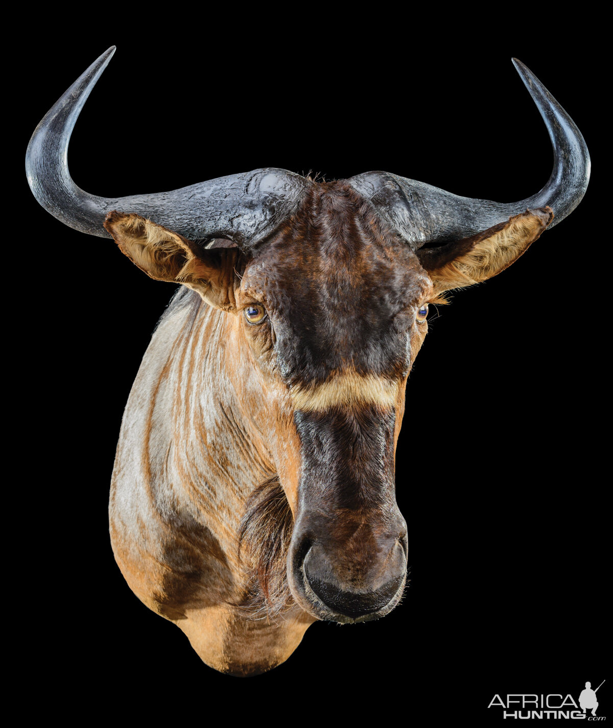 Wildebeest Blue Shoulder Taxidermy Mount