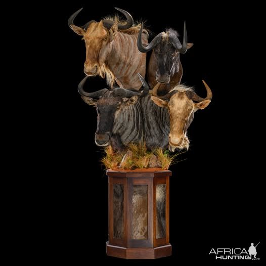 Wildebeest Combination Stag Mount Taxidermy