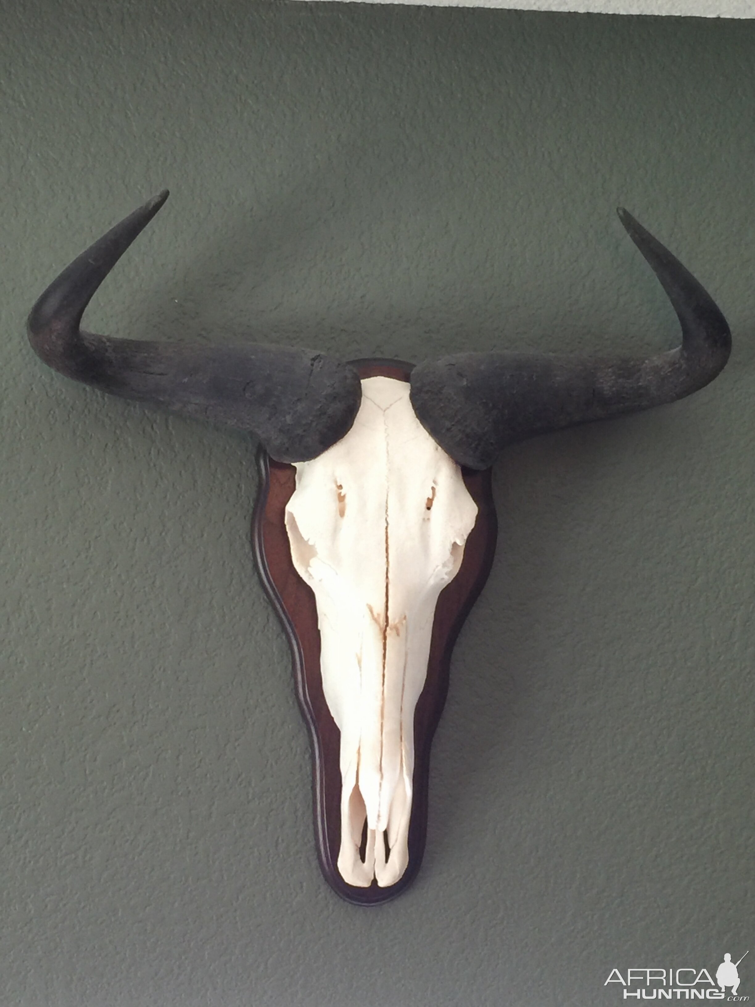 Wildebeest European Skull Mount