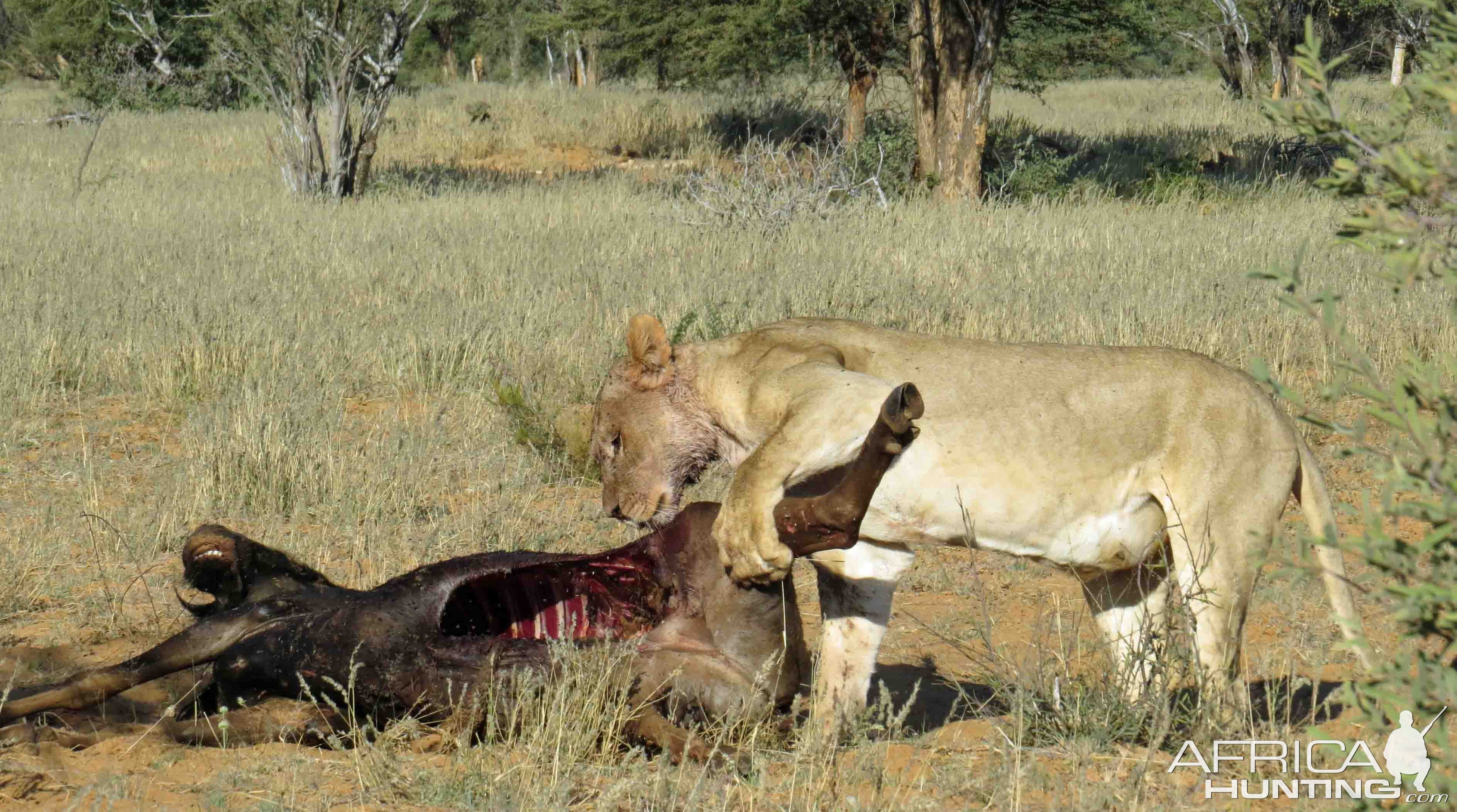 Wildebeest Kill