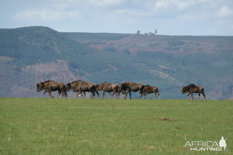 Wildebeest KZN province of South Africa