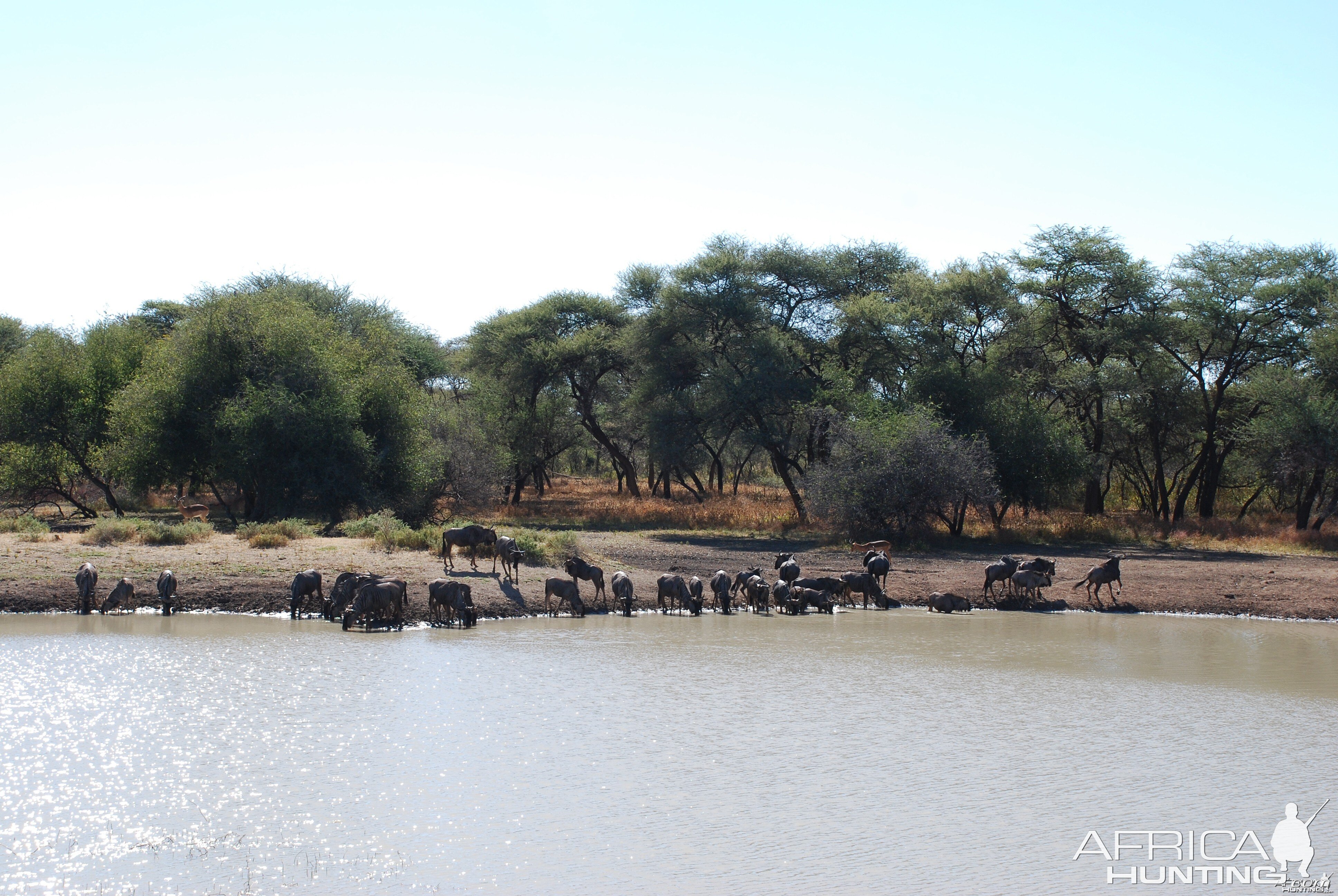 Wildebeest, Namibia