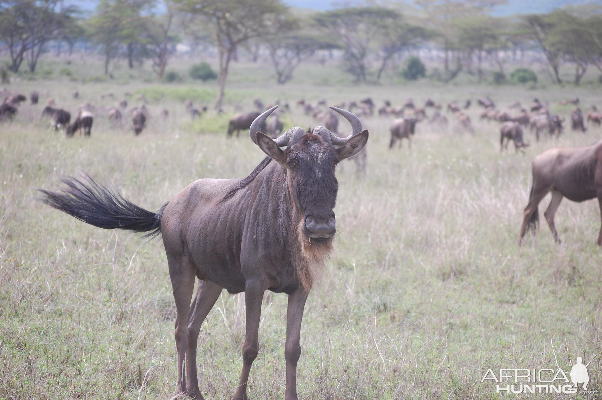 Wildebeest Tanzania