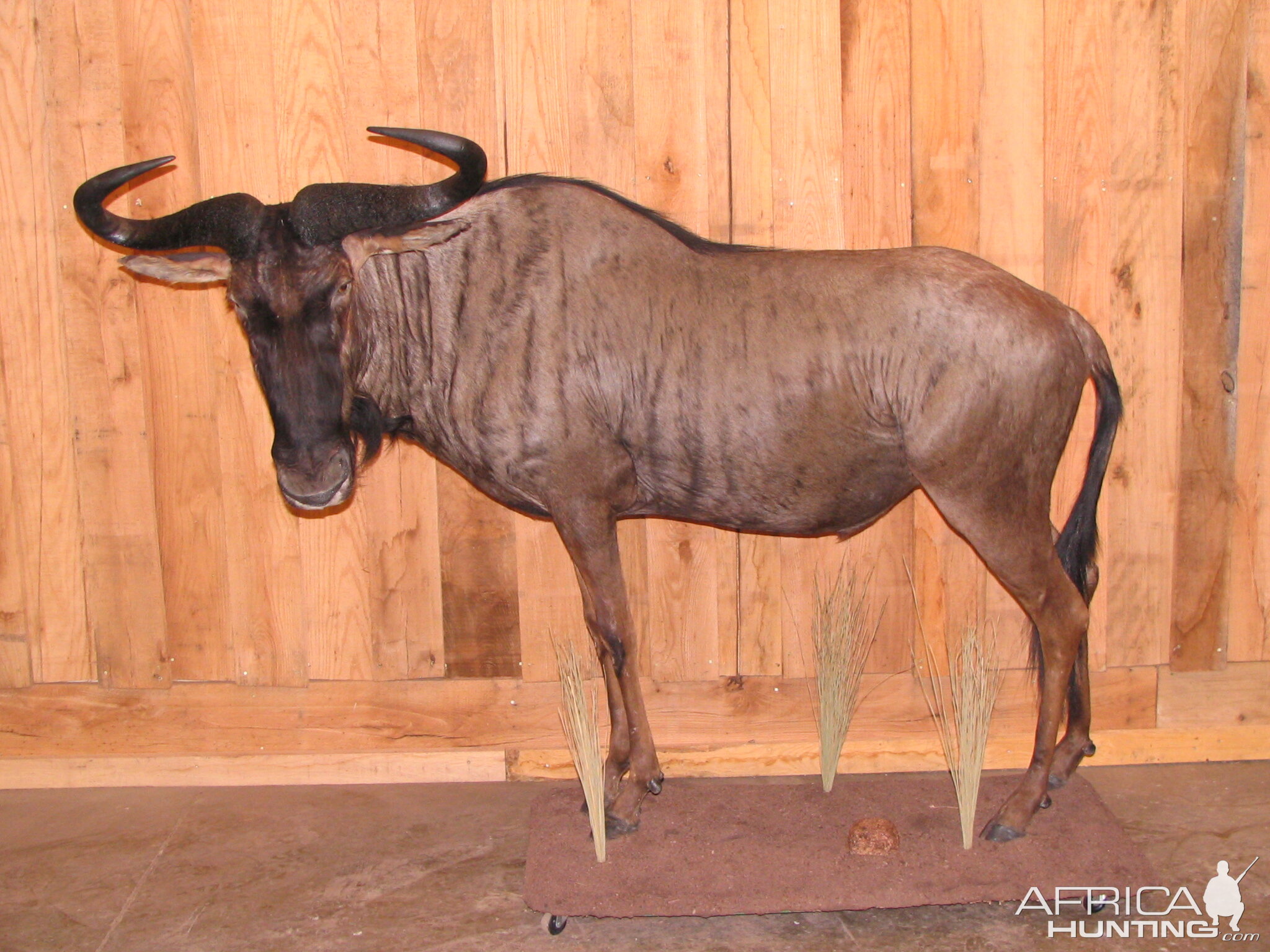 Wildebeest Taxidermy Mount