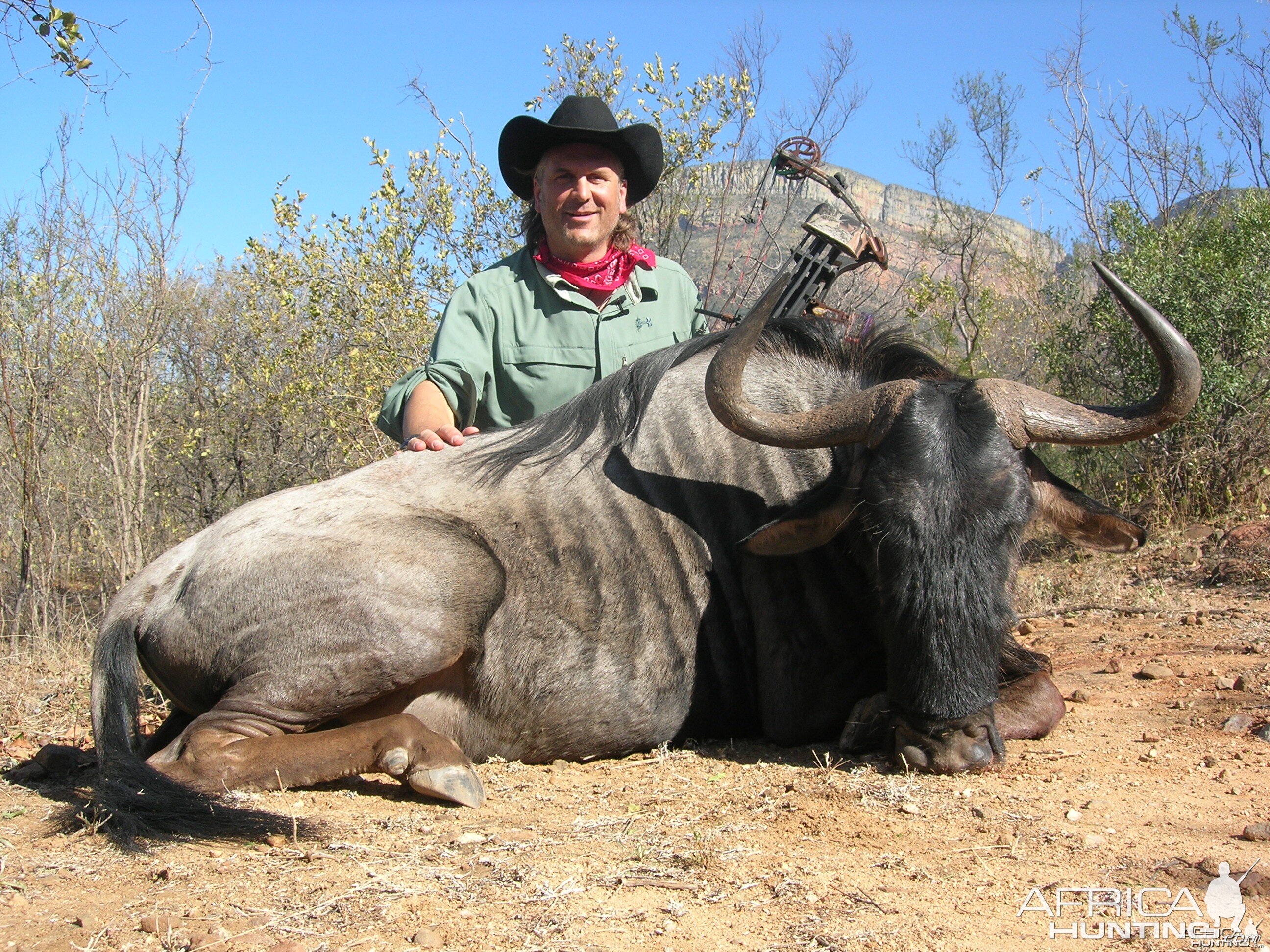 Wildebeest with bow