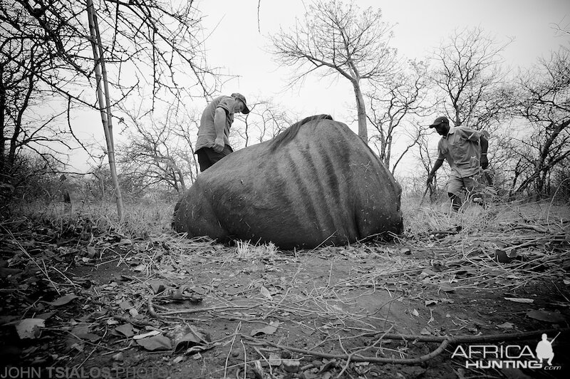 Wildebeest