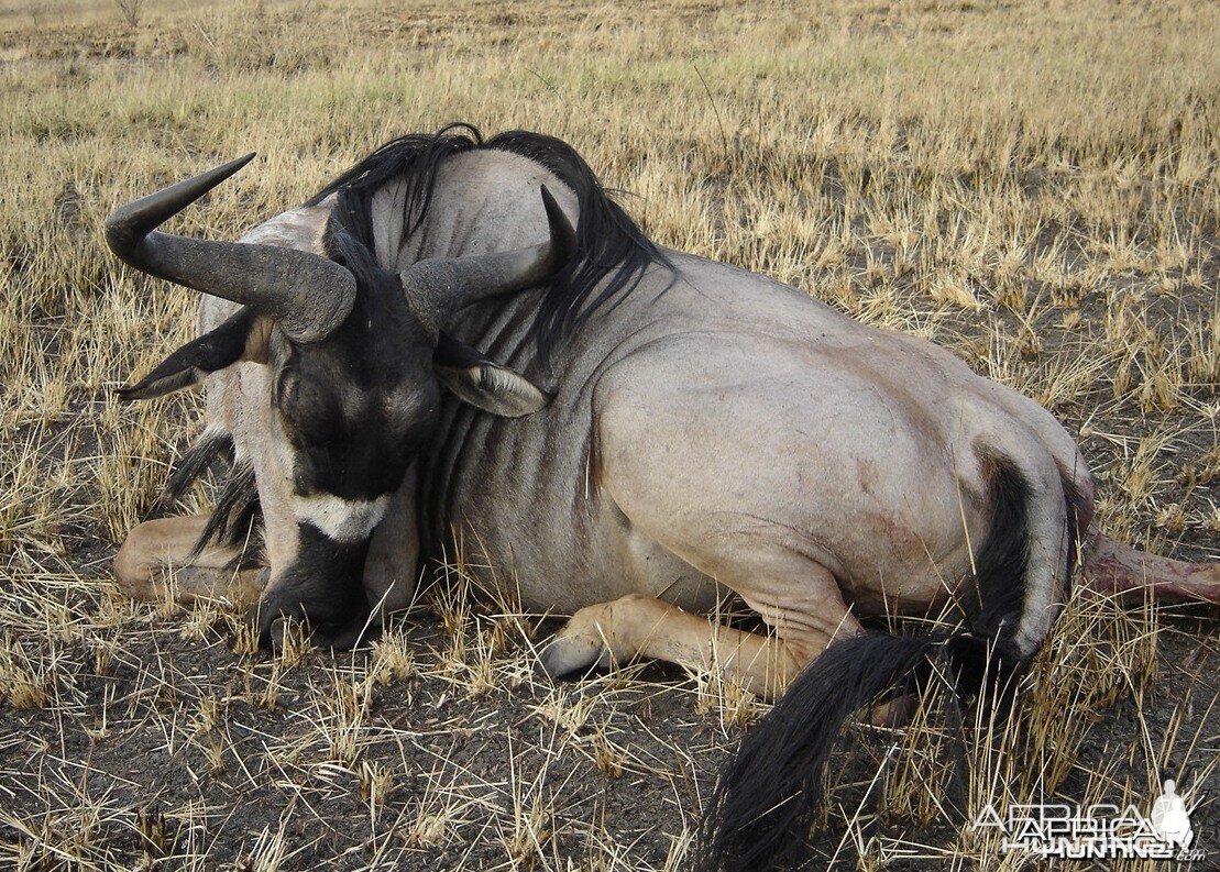 Wildebeest