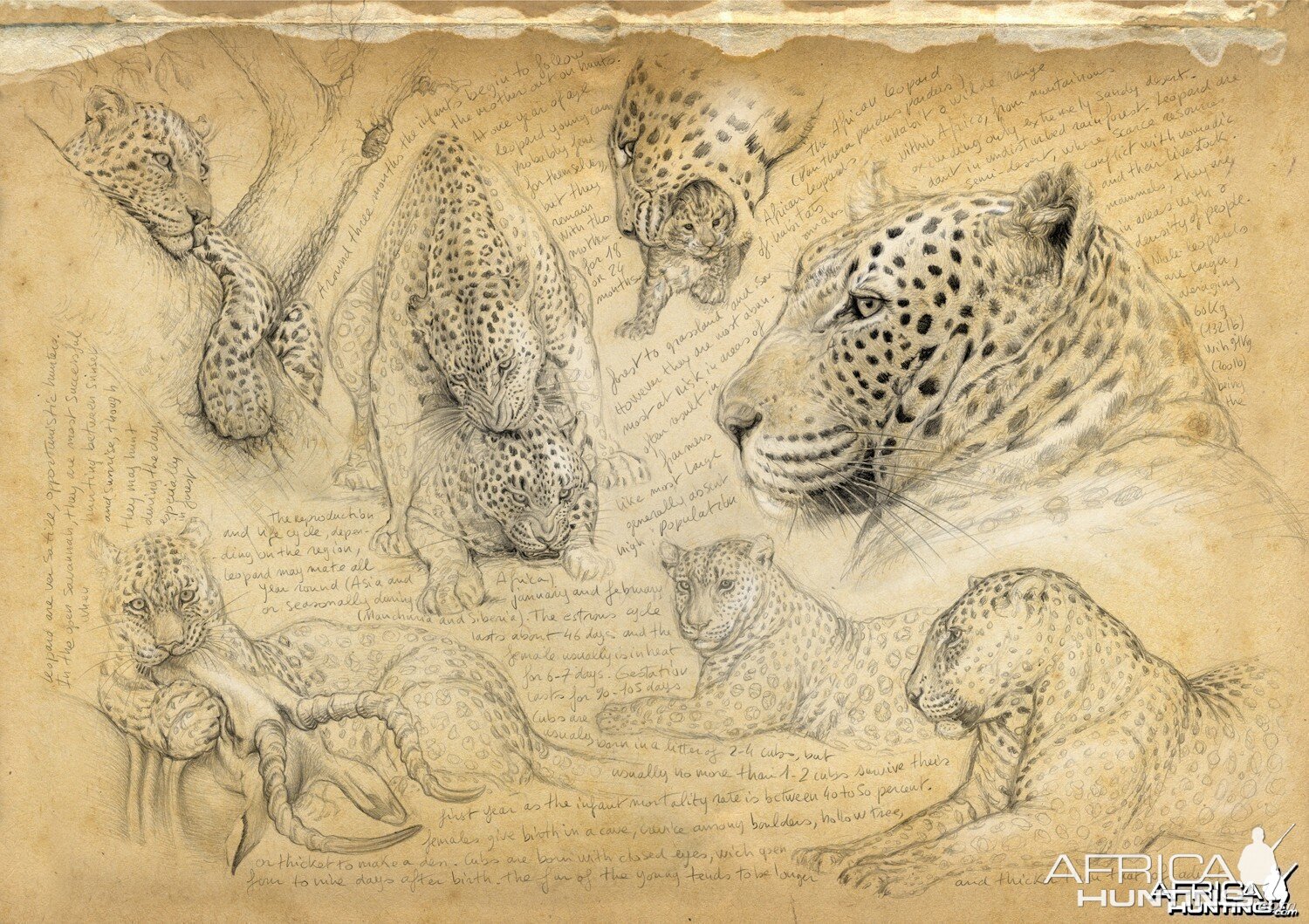 Wildlife Artist Marcello Pettineo - Leopard