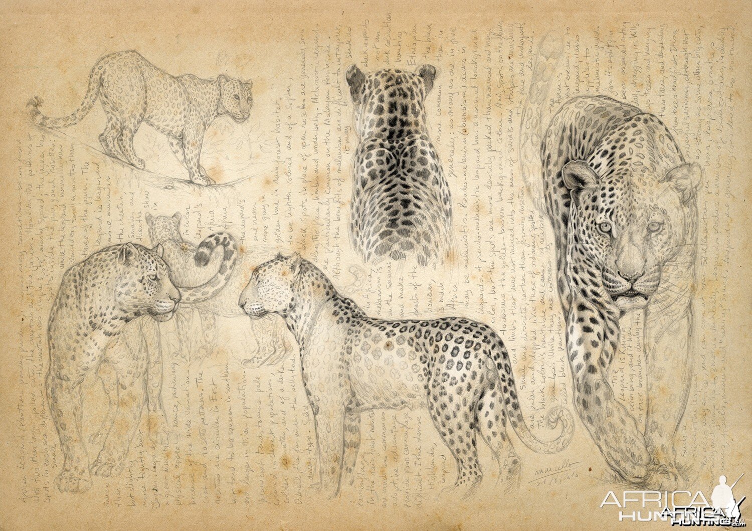 Wildlife Artist Marcello Pettineo - Leopard