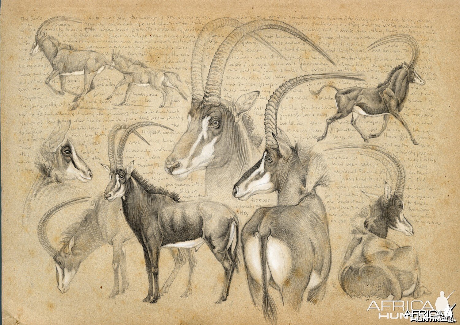 Wildlife Artist Marcello Pettineo - Sable Antelope