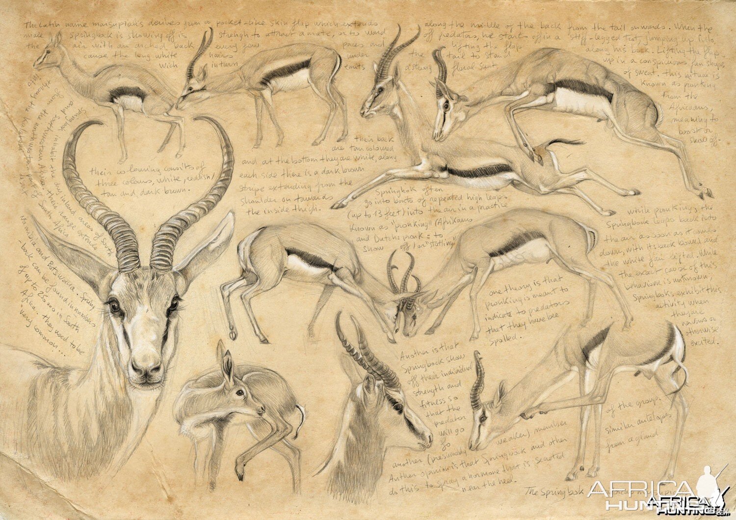 Wildlife Artist Marcello Pettineo - Springbok