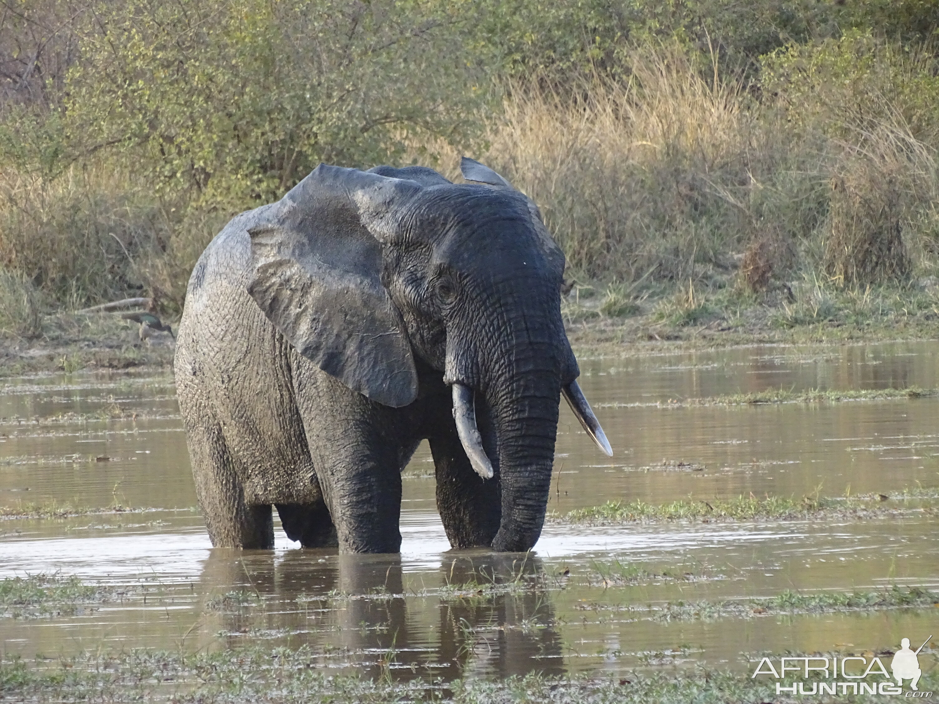 Wildlife Elephant Benin