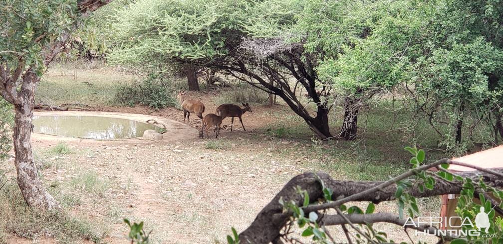 Wildlife South Africa