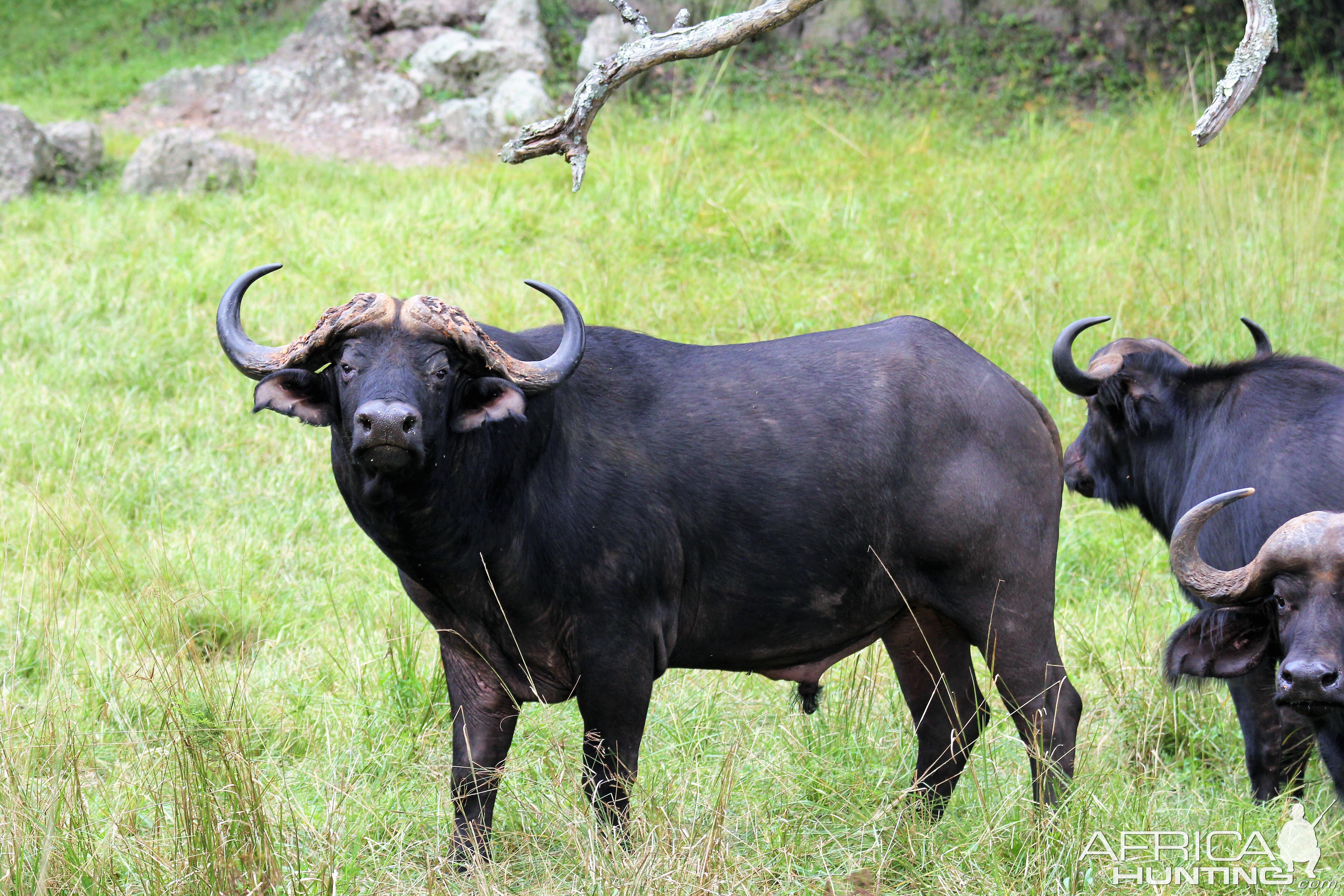 Wildlife Zambia Buffalo