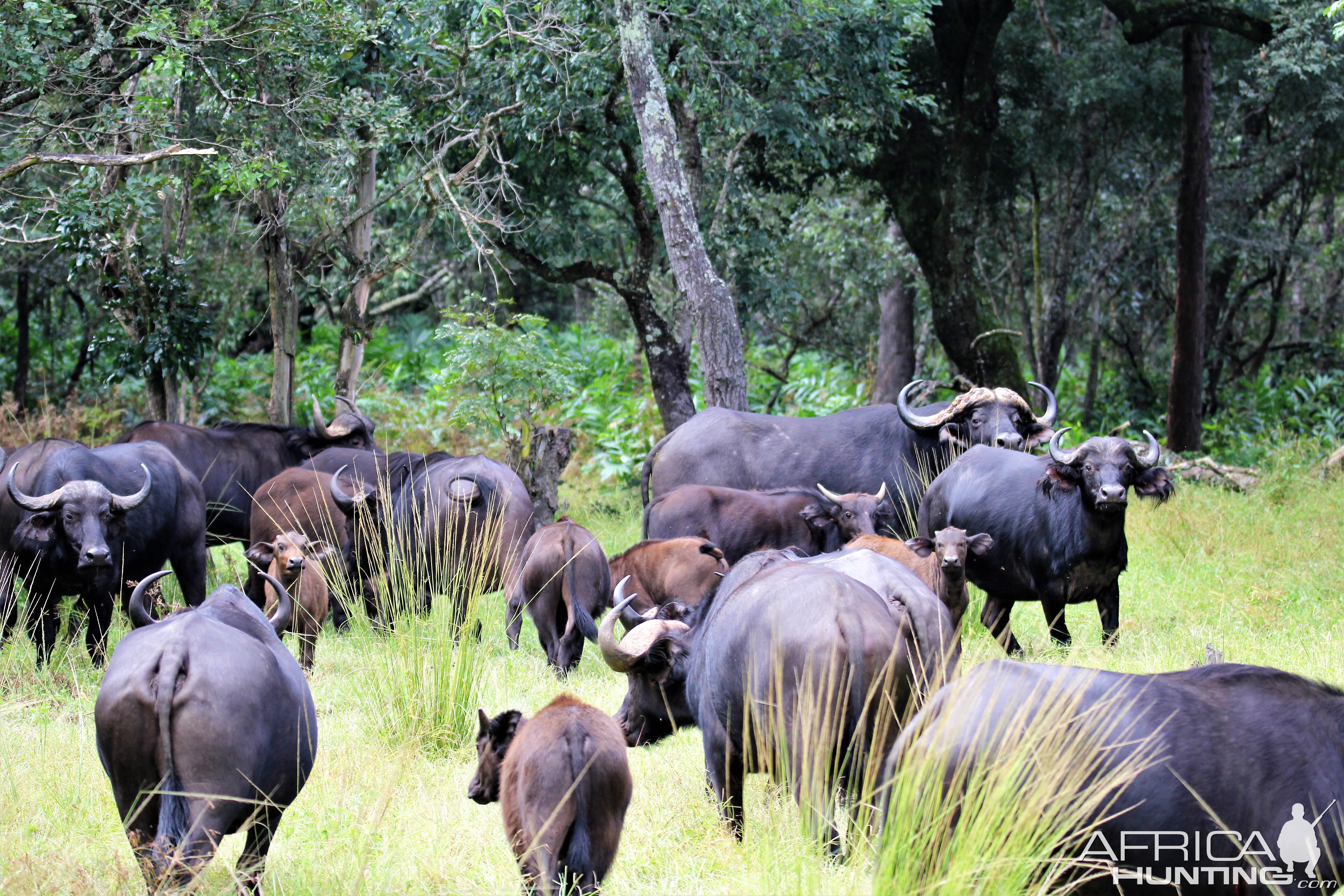 Wildlife Zambia Buffalo