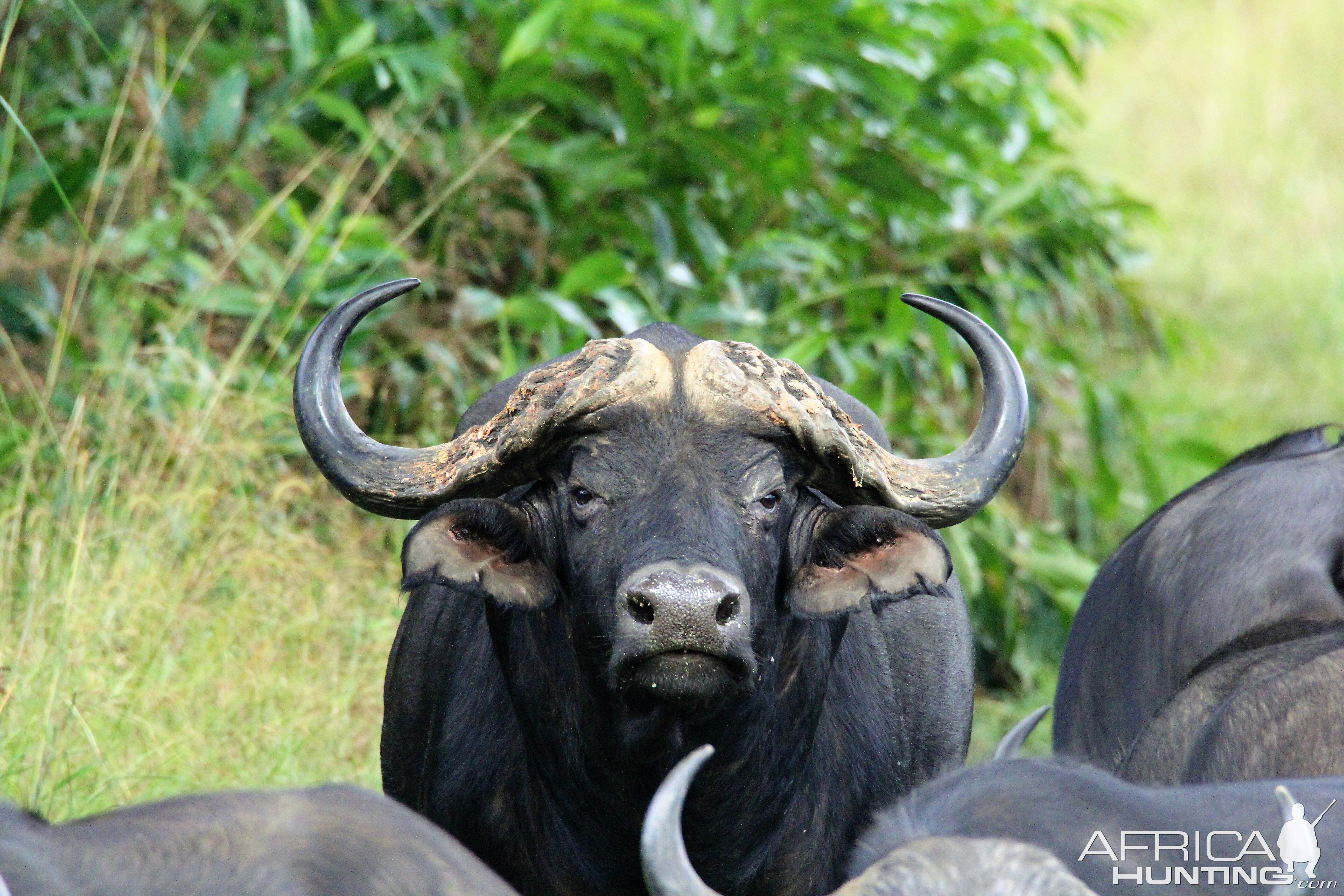 Wildlife Zambia Buffalo