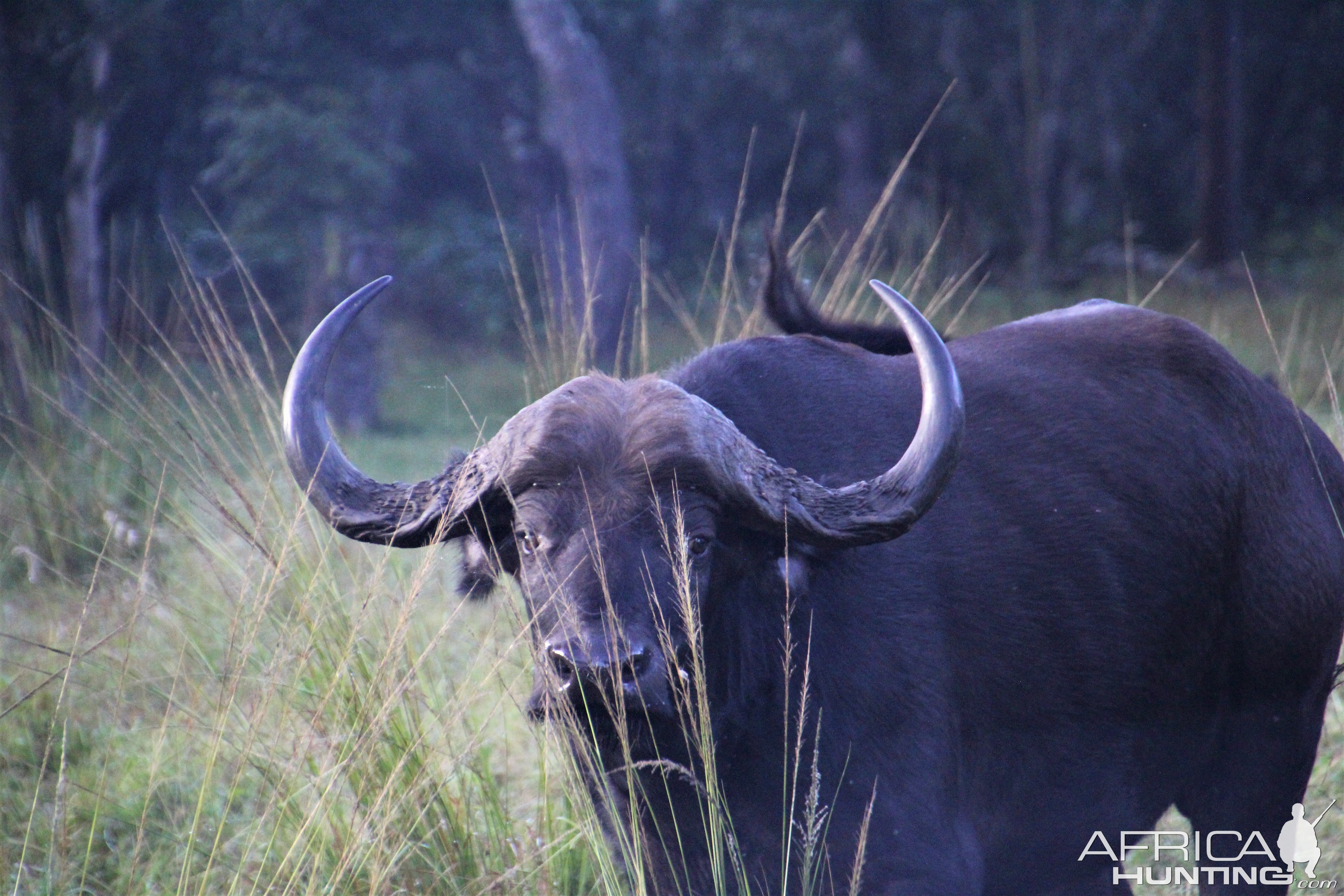 Wildlife Zambia Buffalo