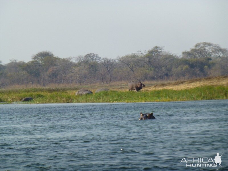 Wildlife Zambia Hippo