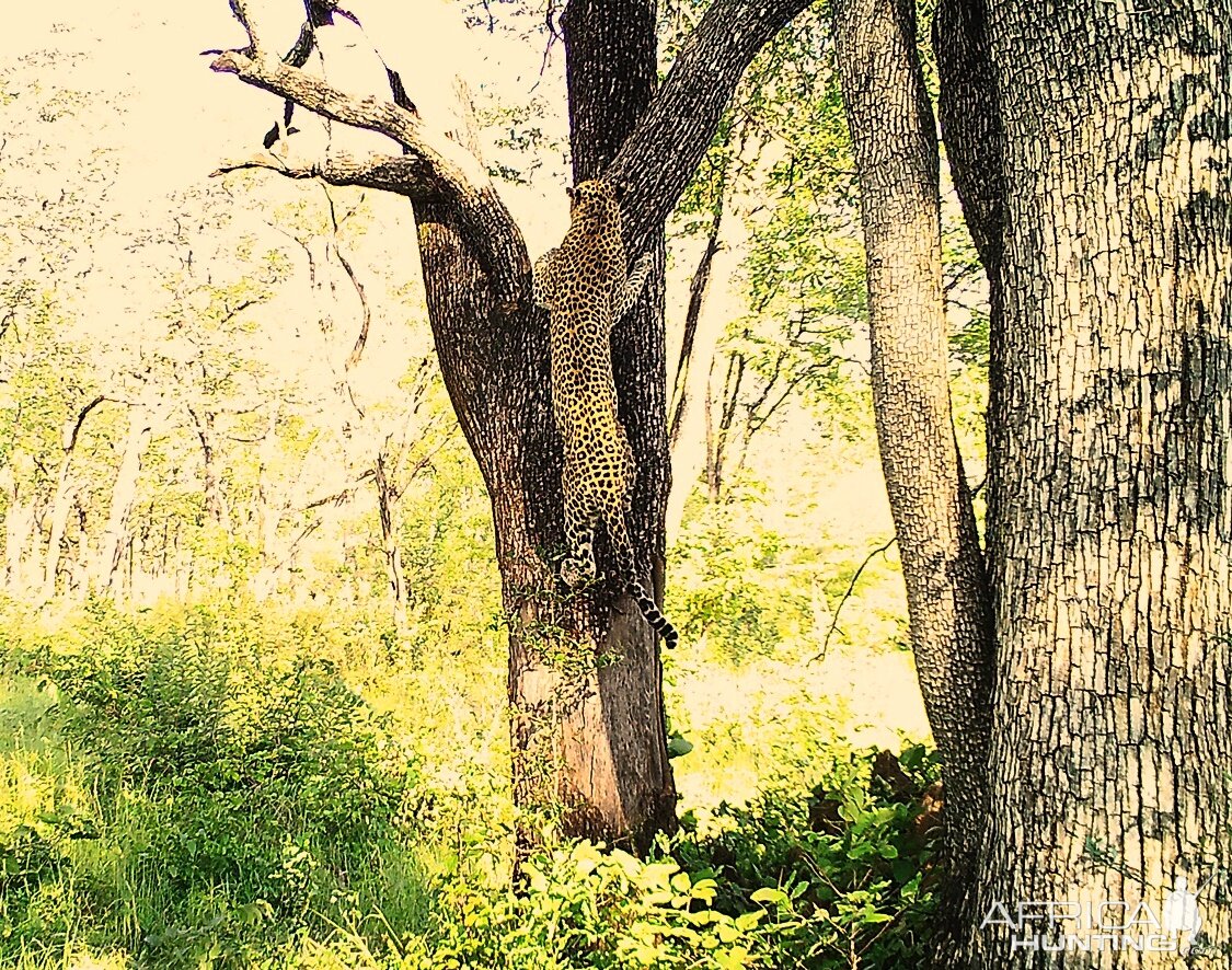 Wildlife Zambia Leopard